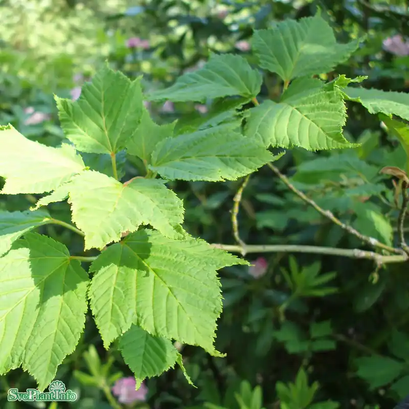 Prisnedsättning | Acer rufinerve Solitär C20 175-200cm