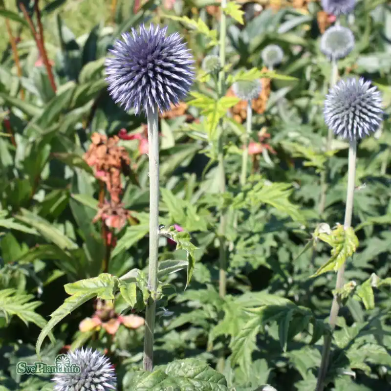 Echinops bannaticus ‘Taplow Blue‘ A-kval - Nyhet i sortimentet