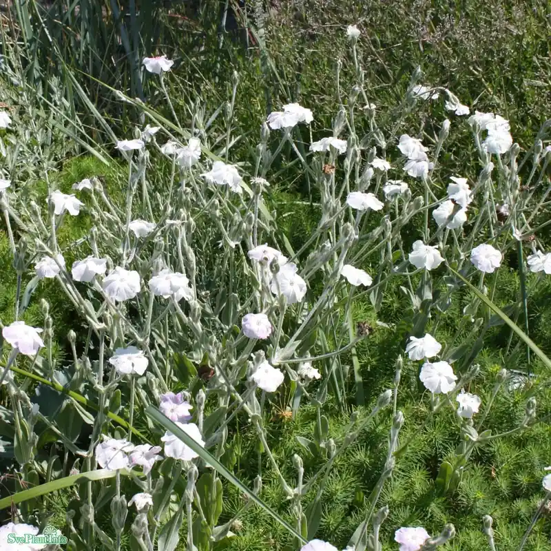 Topprodukt - Lychnis coronaria ‘Alba‘ A-kval
