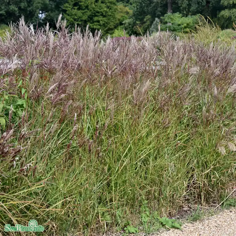 Miscanthus sinensis ‘Ferner Osten‘ A-kval C6 | Missa inte