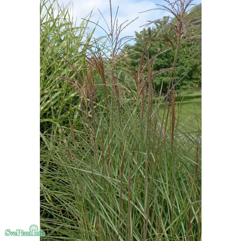Miscanthus sinensis ‘Graziella‘ C6 - Professionell kvalitet
