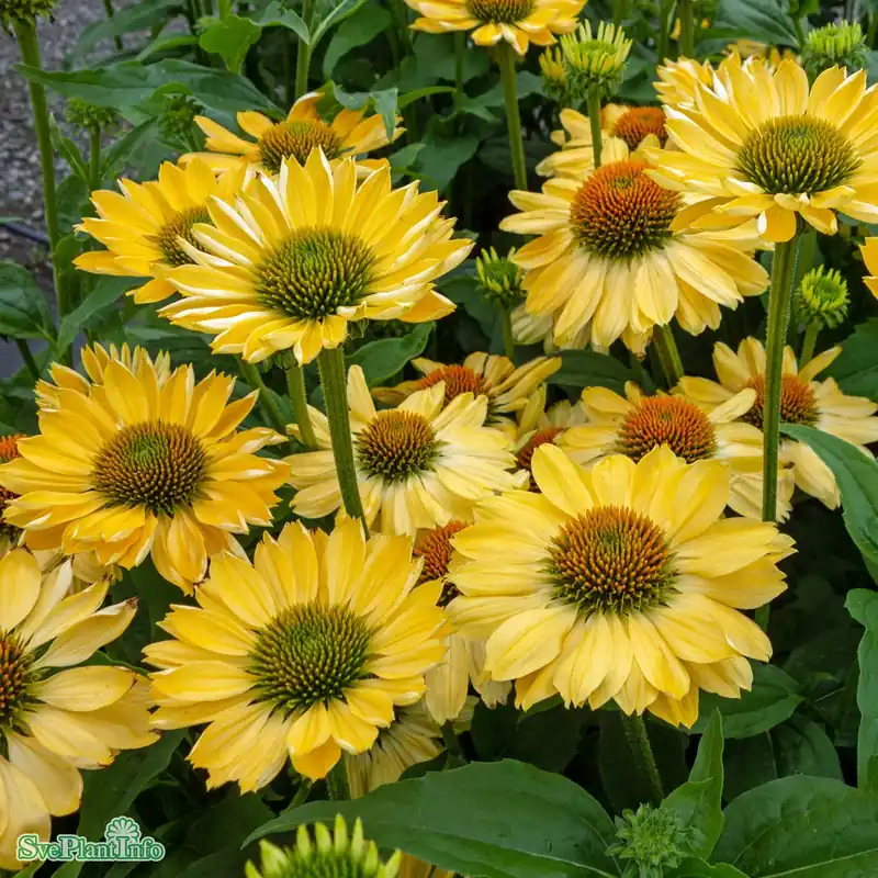 Kampanj - Echinacea ‘Aloha‘ A-kval