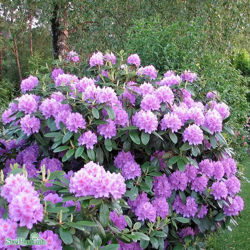Rhododendron ‘Catawbiense Grandiflorum‘ C12 - Så länge lagret räcker
