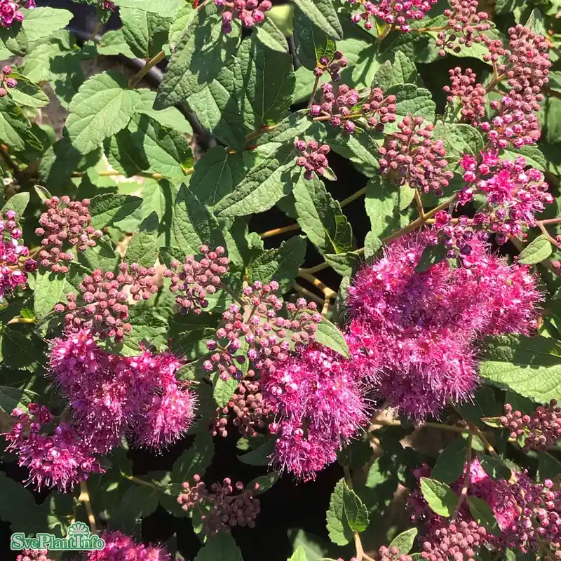 Trygg betalning | Spiraea japonica ‘Superstar‘ C4,5 30-40cm