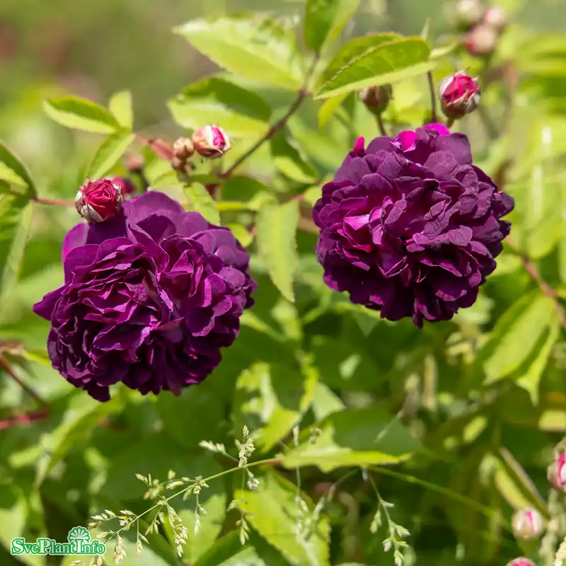 Dagens deal | Rosa ‘Skedarosen‘ A-kval C3,5