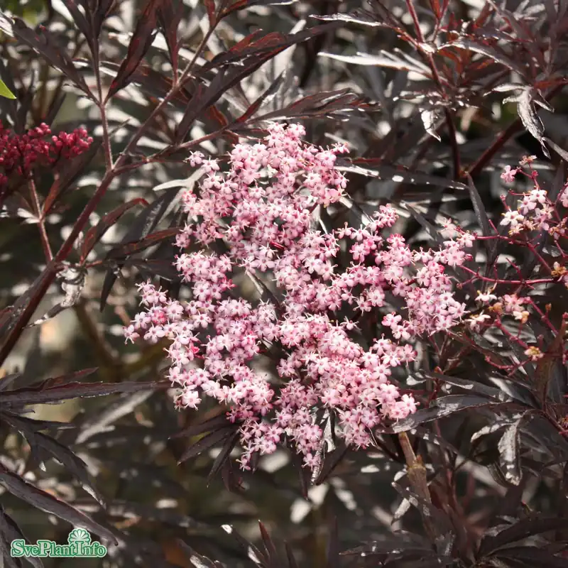 Sambucus nigra ‘Laced Up‘ C6 50-60cm | Efterfrågad