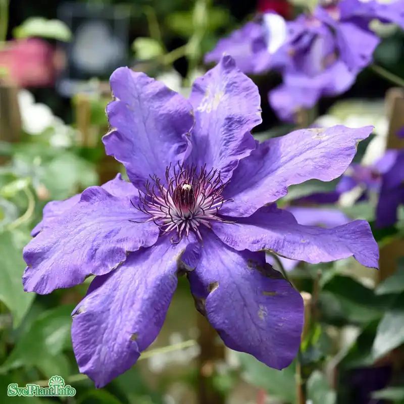 Nyhet i sortimentet - Clematis ‘The President‘ C2 40-60cm