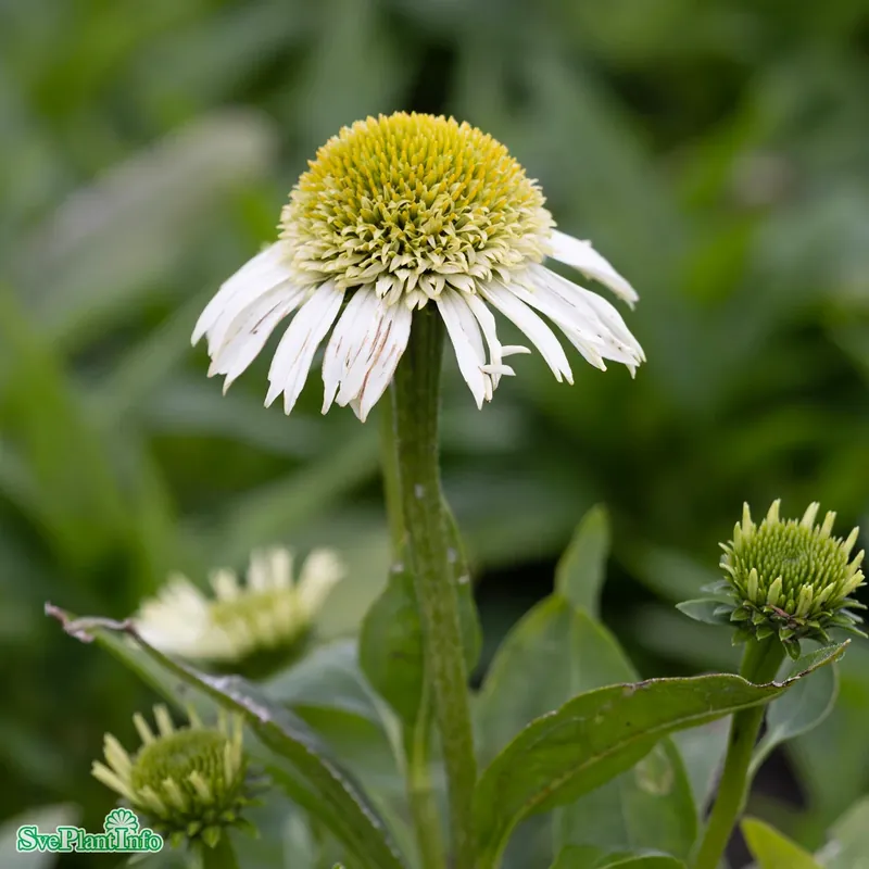 Echinacea ‘Delicious Nougat‘ A-kval - Kundfavorit