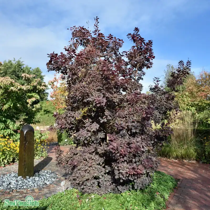 Cotinus coggygria ‘Royal Purple‘ C4,5 40-60cm | Rabatt