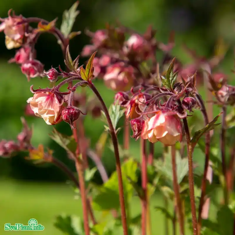 Geum ‘Tempo Rose‘ A-kval | Premiumkvalitet