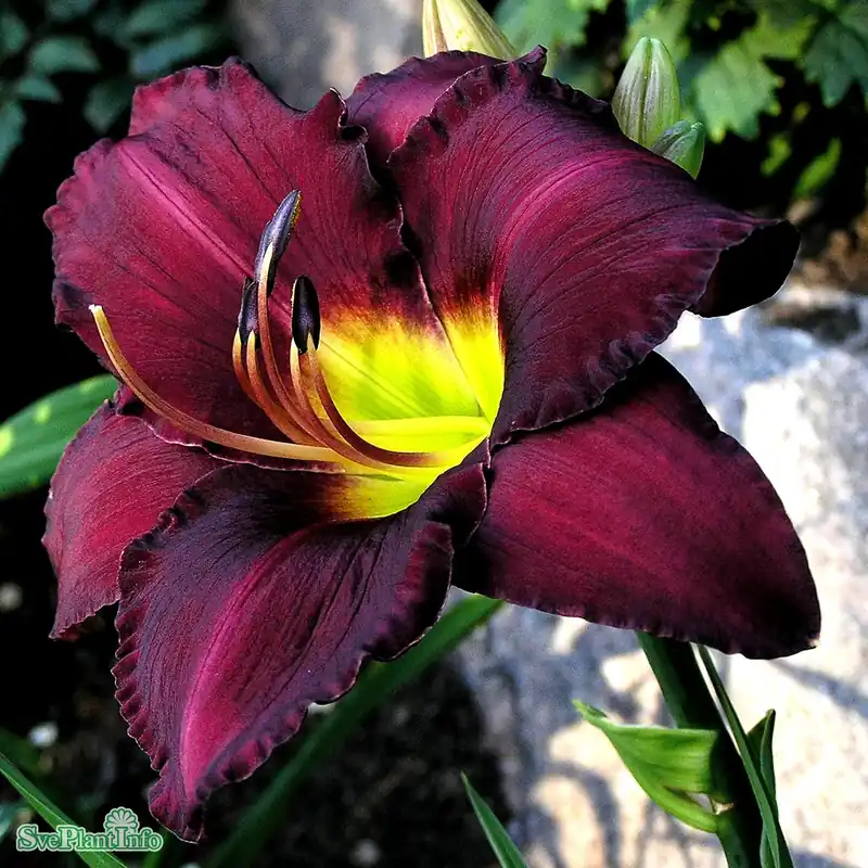 Hemerocallis ‘Bela Lugosi‘ A-kval - Toppsäljare