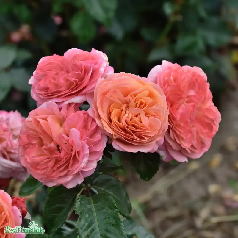 Rosa ‘Mary Ann‘ A-kval C4 - Kundernas favorit
