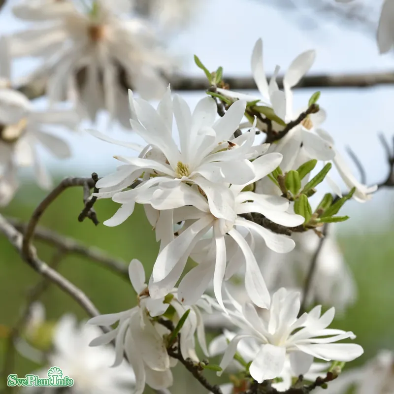 Magnolia stellata ‘George Henry Kern‘ Stam C10 60cm 2-årig | Superpris