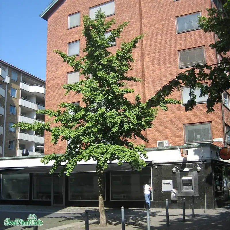 Klar att skickas - Ginkgo biloba Busk C25 125cm
