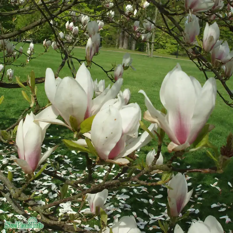 Rekommenderas | Magnolia soulangeana Solitär Kl 100-150 150-175cm