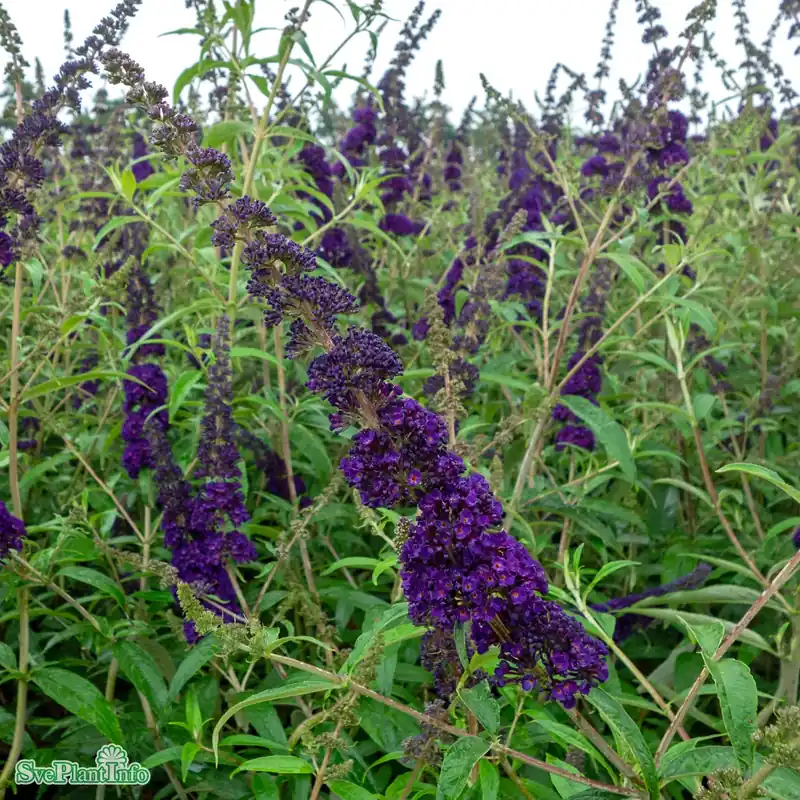 Buddleja davidii ‘Black Knight‘ C5 - Beställ nu