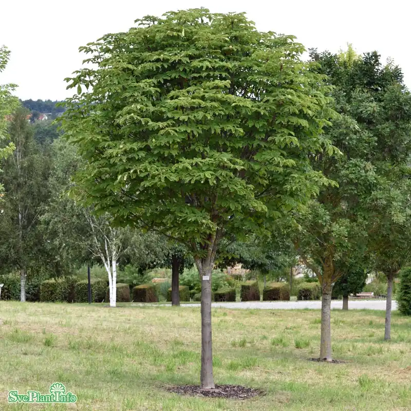 Precis inkommet | Aesculus hippocastanum ‘Pyramidalis‘ Solitär Kl 200-250cm