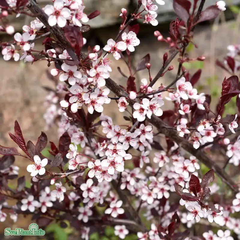 Prunus cistena Stam C10 120cm | Klar att skickas