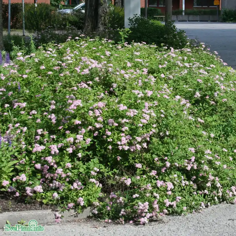 Spiraea japonica ‘Little Princess‘ C3 | Ny lansering