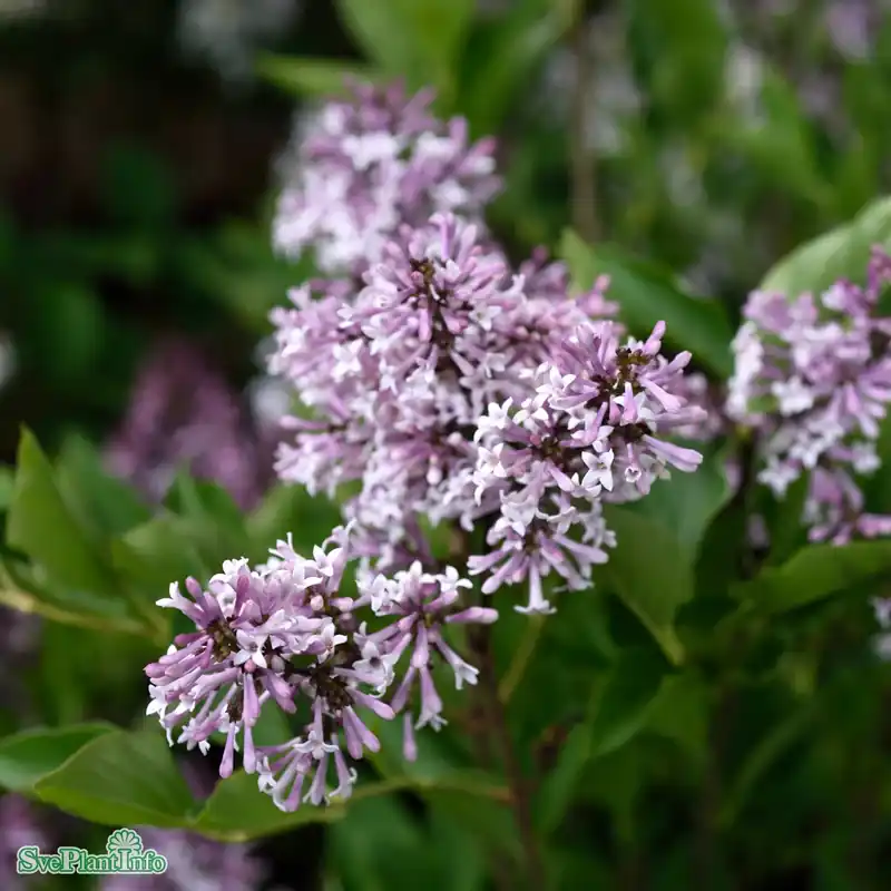 Syringa pubescens ssp. patula ‘Miss Kim‘ Stam C7,5 100cm - Nytt lägre pris