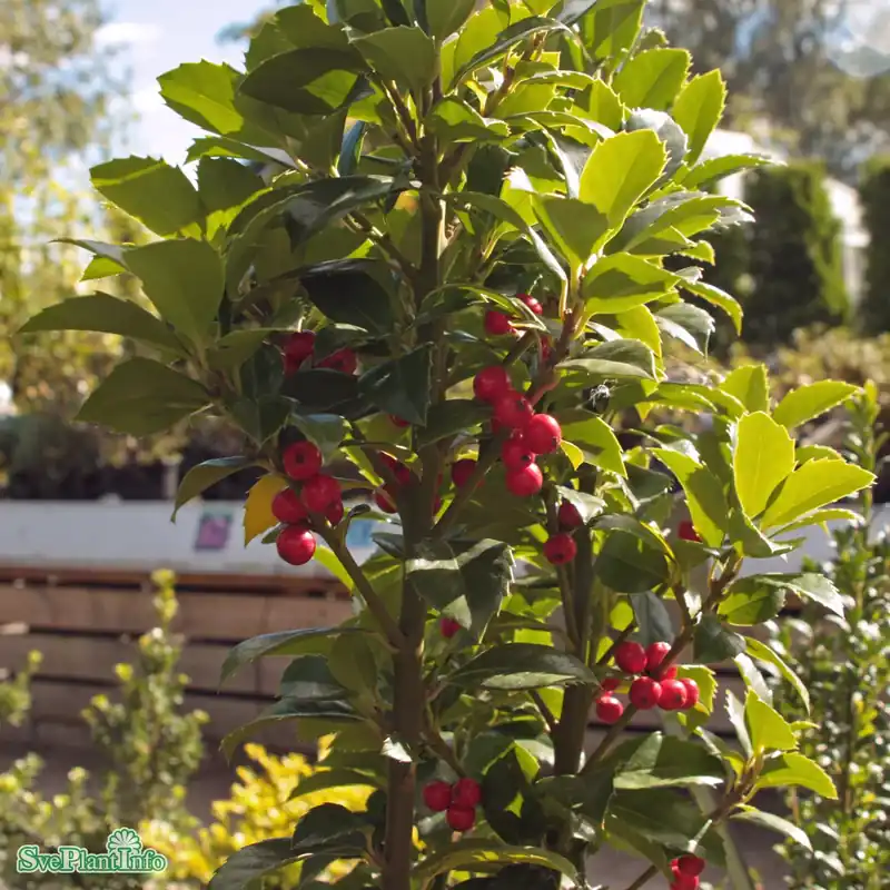 Specialpris | Ilex meserveae ‘Hachfee‘ C12 100-125cm
