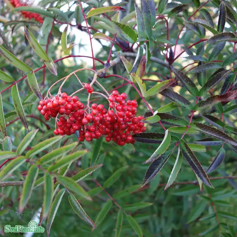 Sorbus commixta ‘Carmencita‘ Ungträd C10 175-200cm - Nästan slut
