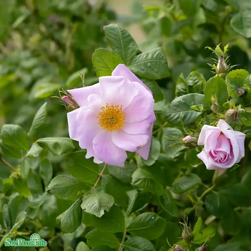 Deal - Rosa ‘Svea‘ Rotäkta A-kval C3,5