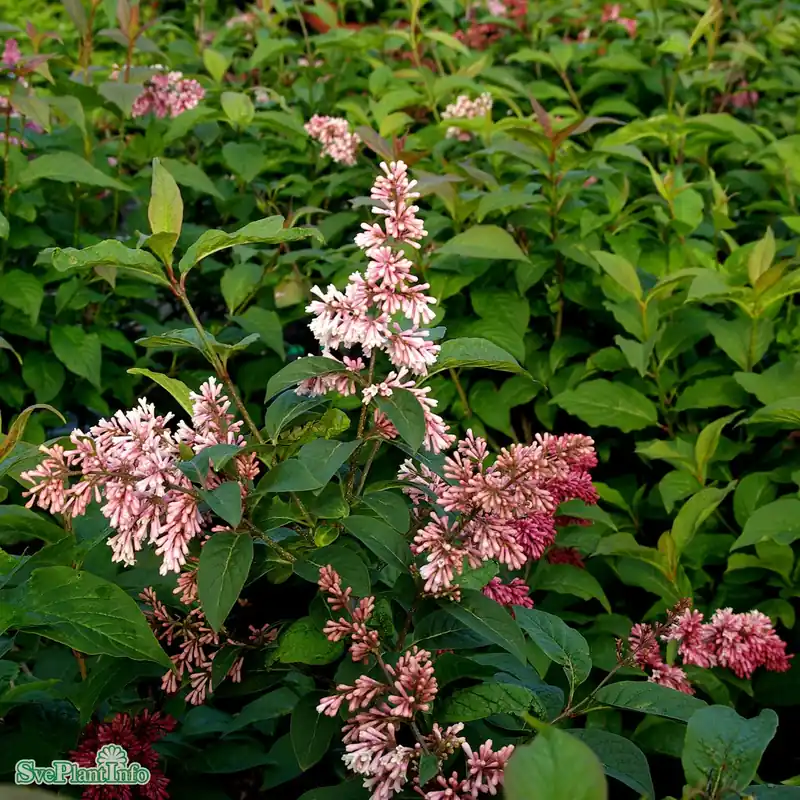 Specialpris - Syringa komarowii ssp. reflexa C5