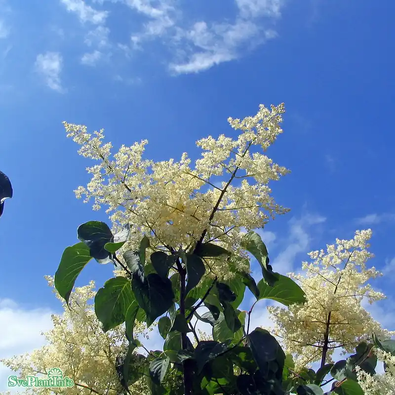 Syringa reticulata Fk Enskede E C5 | Få kvar i lager