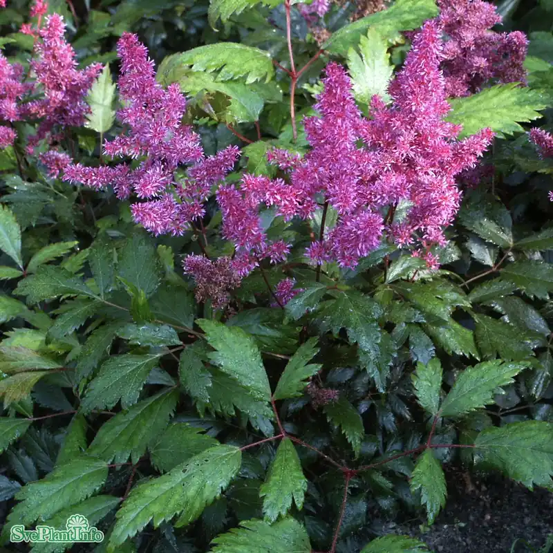 Astilbe japonica ‘Elisabeth Van Veen‘ A-kval - Finns att beställa