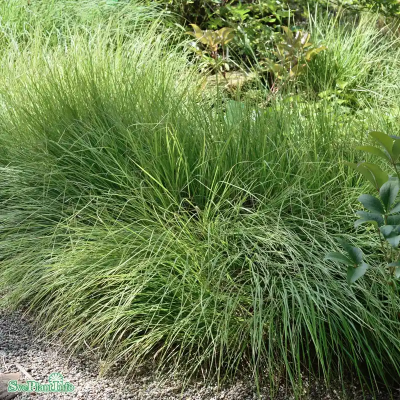 Precis lanserat - Sesleria autumnalis A-kval