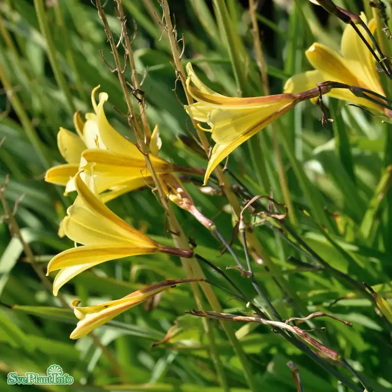 Hemerocallis lilioasphodelus A-kval - Kan beställas online