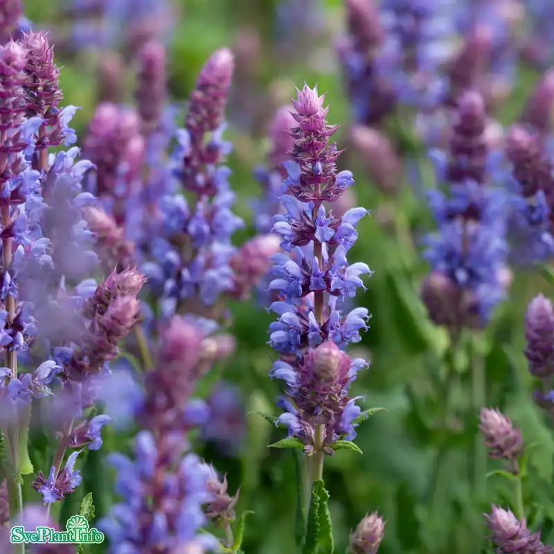 Erbjudande - Salvia nemorosa ‘Salute Ice Blue‘ A-kval