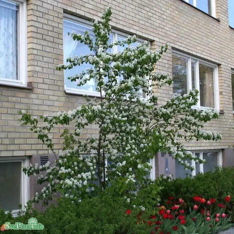 Endast idag - Amelanchier alnifolia fk ‘Alvdal‘ E C3,5