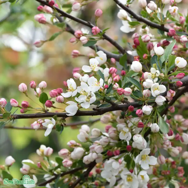 Malus toringo var. sargentii ‘Tina‘ Stam C15 180cm So 6-8 | Precis lanserat