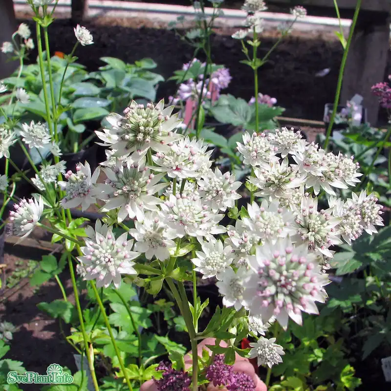 Ta chansen - Astrantia major ‘Star Of Billion‘ C 3