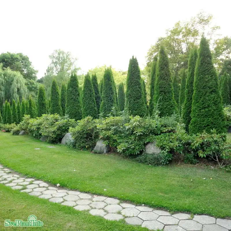 Thuja ‘Smaragd‘ 80-100 cm krukodlad - Toppsäljare