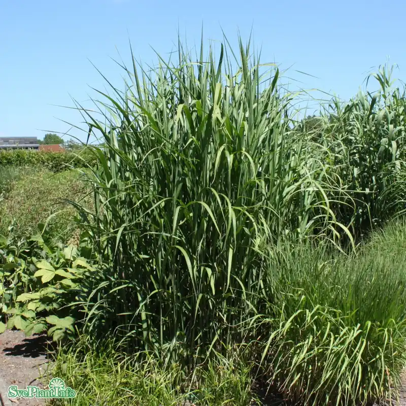 Miscanthus giganteus A-kval C2 | Tidsbegränsat erbjudande