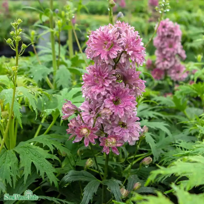 Handla online | Delphinium (Highlander-Serien) ‘Flamenco‘ A-kval C2