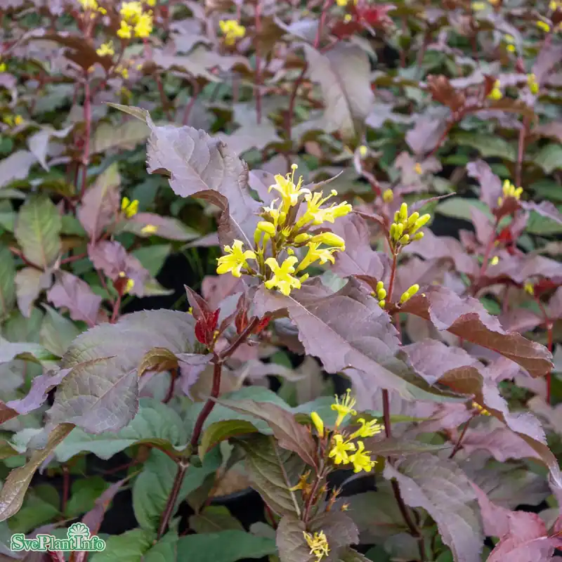 Diervilla x splendens ‘Diva‘ C6 40-50cm - Premium