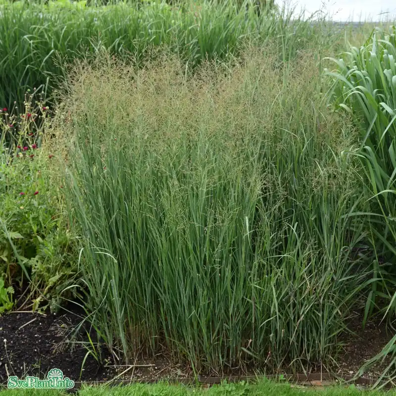 Panicum virgatum ‘Heavy Metal‘ A-kval C2 - Expressfrakt