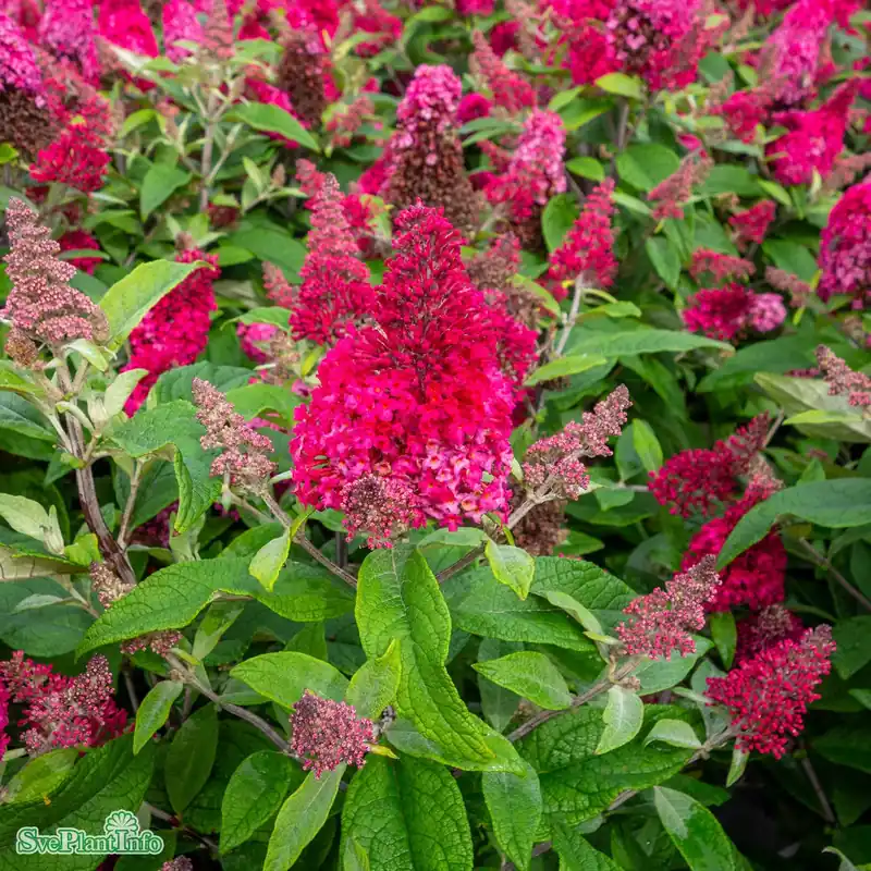 Buddleja davidii ‘Lila Sweetheart‘ A-kval Busk C3 - Enkel beställning