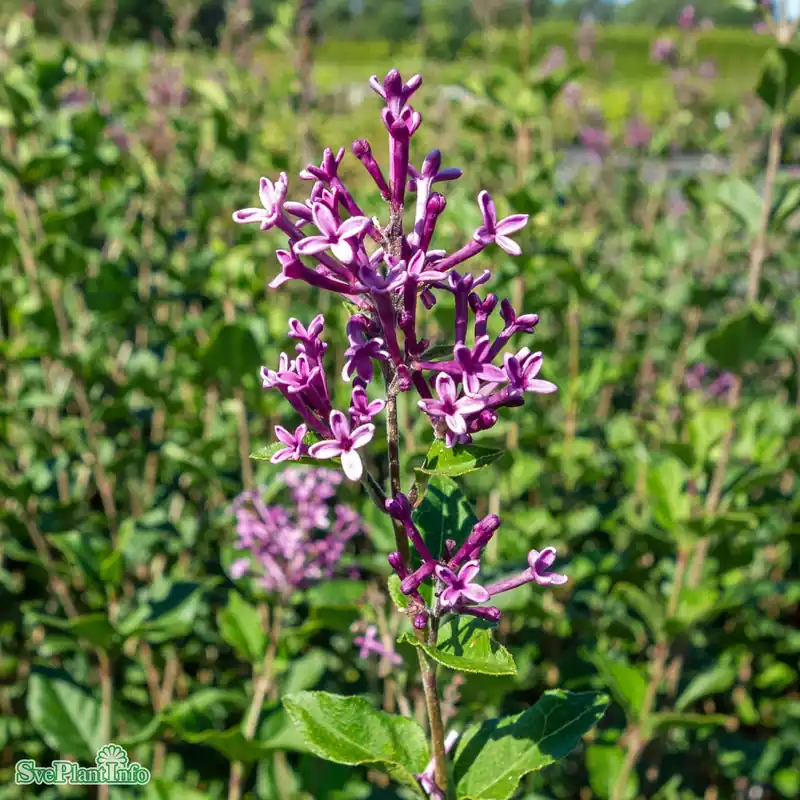 Slutrea | Syringa ‘Bloomerang Dark Purple‘ C5