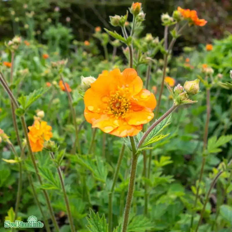 Rekommenderas - Geum ‘Totally Tangerine‘ A-kval