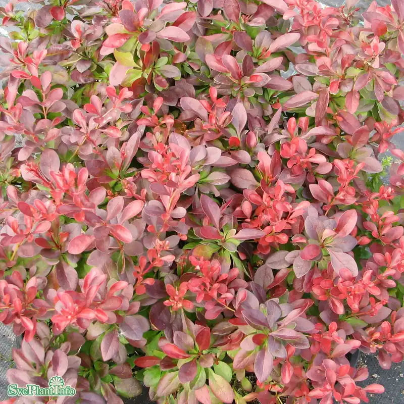 Kundfavorit - Berberis thunbergii ‘Atropurpurea Nana‘ C4,5 30-40cm