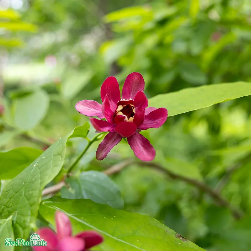Precis tillagt - Calycanthus ‘Aphrodite‘ C4,5 40-60cm