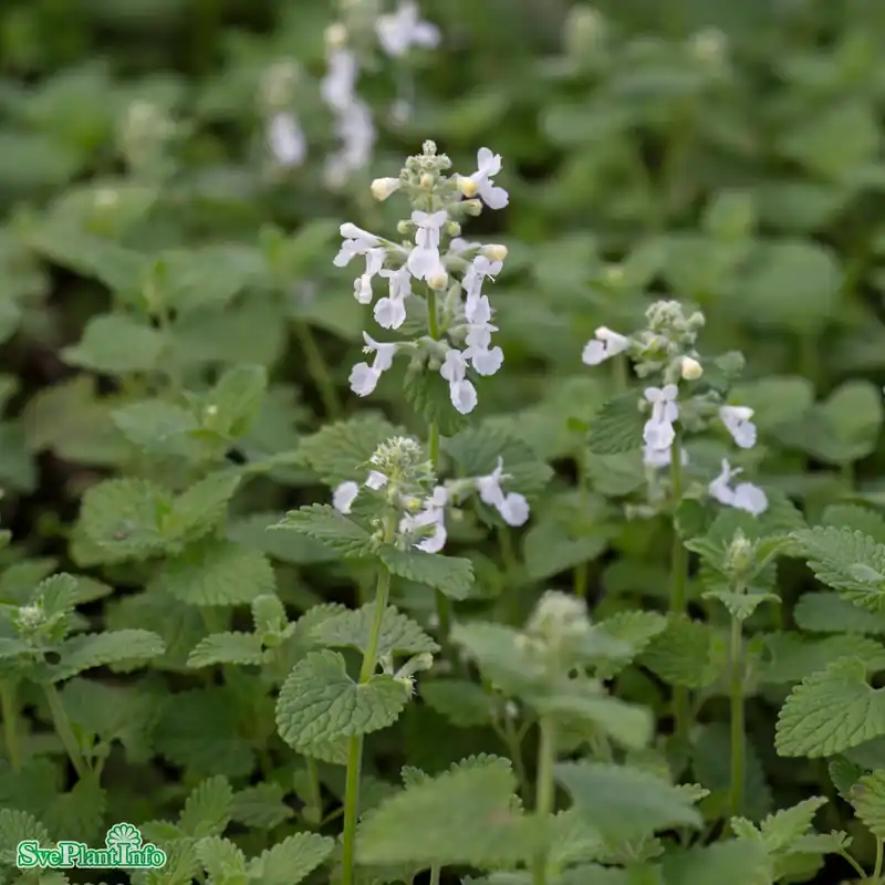 Kampanj | Nepeta racemosa ‘Snowflake‘ A-kval