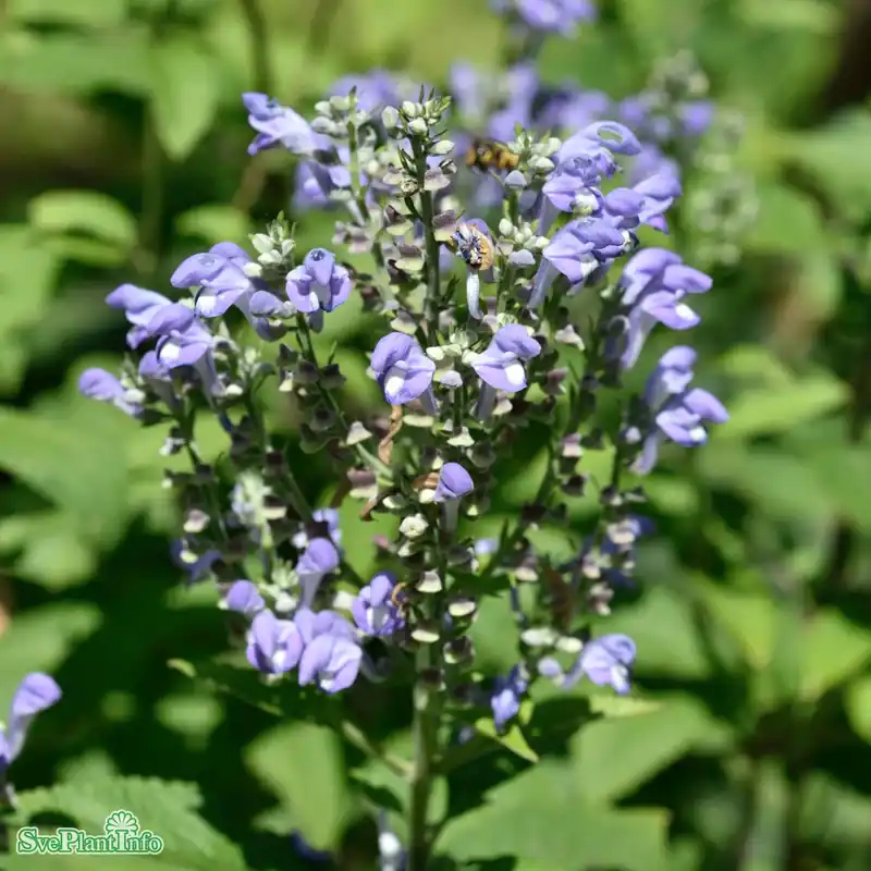 Scutellaria incana A-kval | Favorit hos kunderna