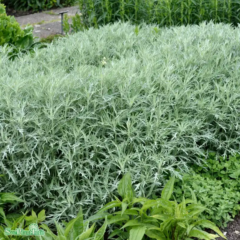 Artemisia ludoviciana ‘Silver Queen‘ A-kval - Sänkt pris