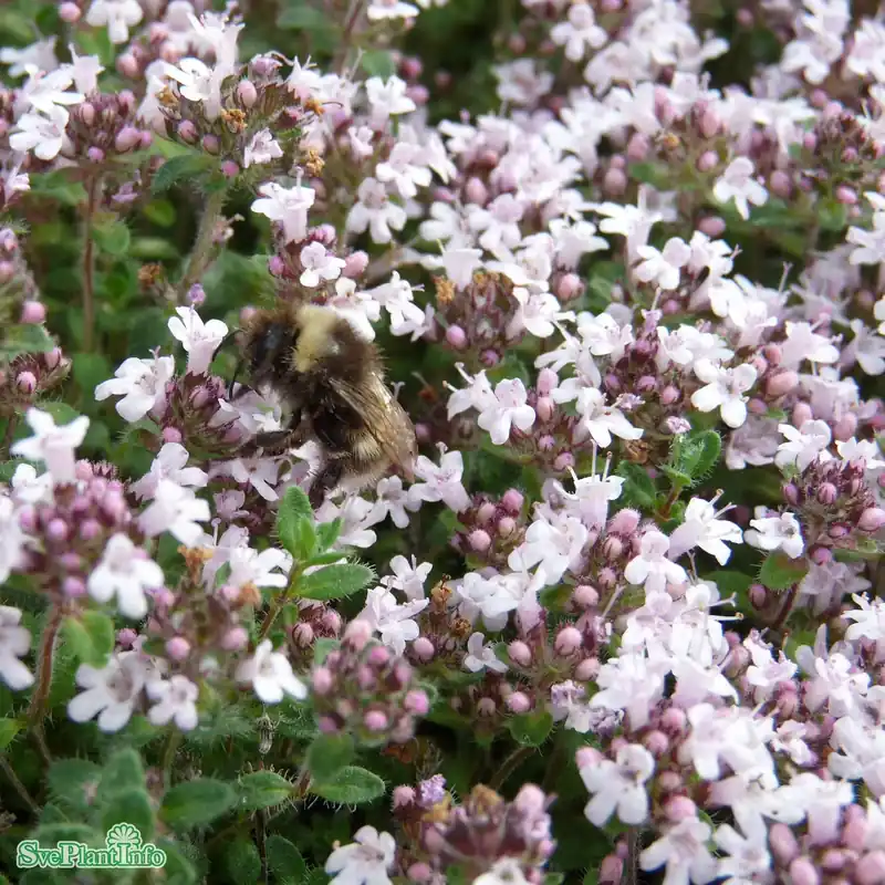 Nytt lägre pris - Thymus serpyllum ‘Pink Chintz‘ A-kval
